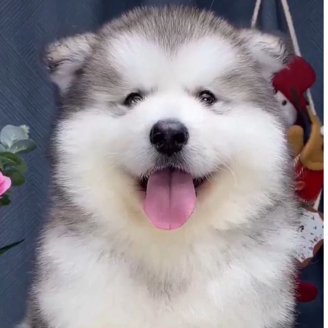 【厦门狗的喵咛】熊版阿拉斯加犬灰桃红黑十字雪橇犬
