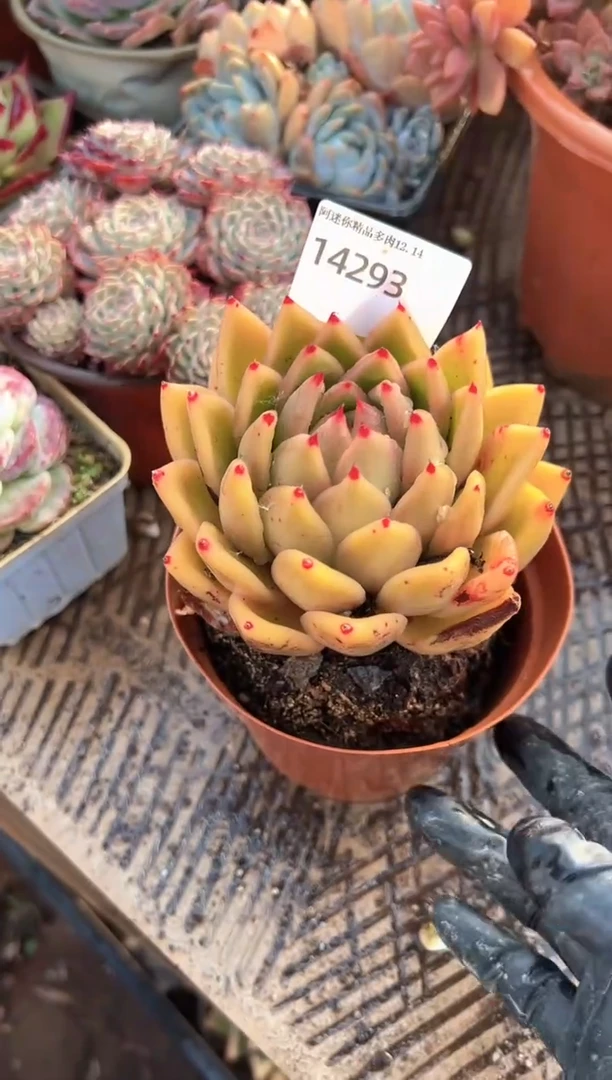 ?***'多肉植物一物一拍14293