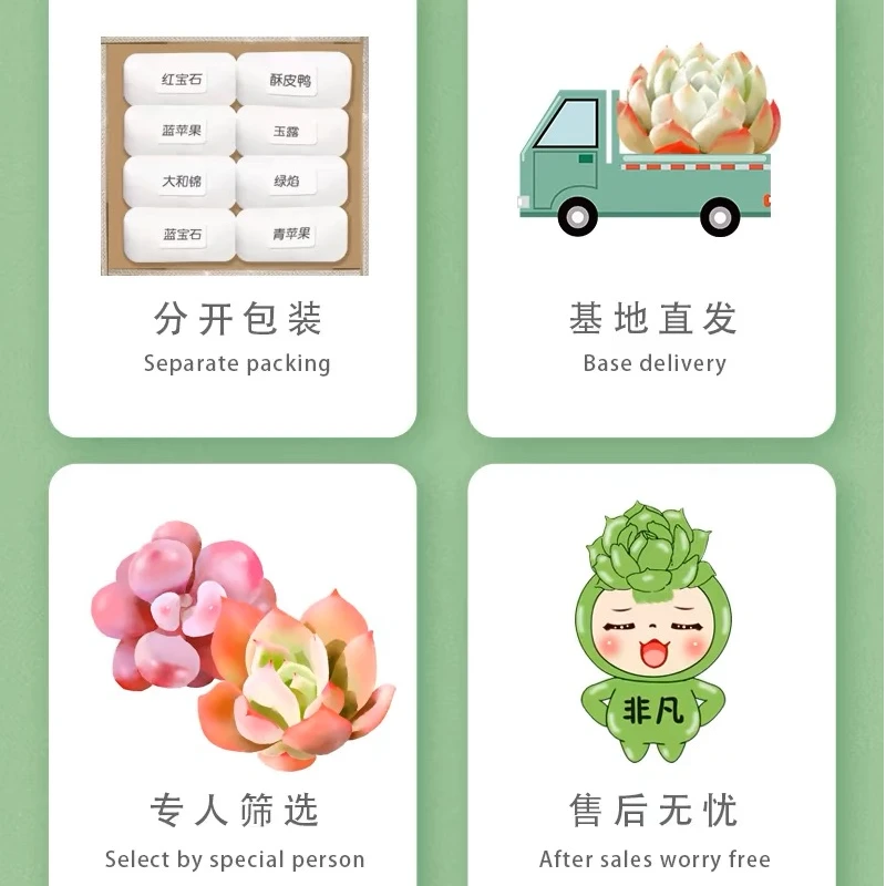 （自选链接 一物一拍 备注）盆栽云南产地直发