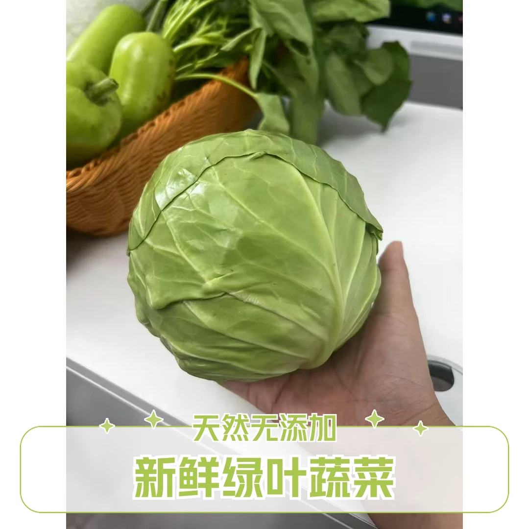 【包菜单品】南京八卦洲当季绿色包菜2-3斤现摘现发江浙沪次日达农家