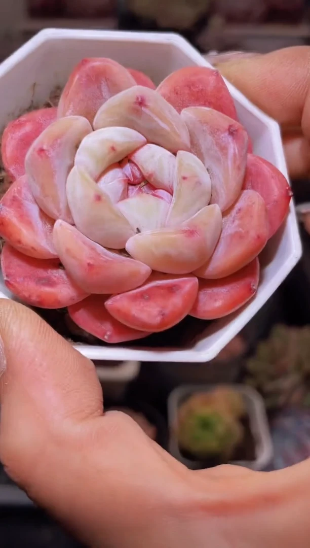 【闪购商品】414七彩琥珀