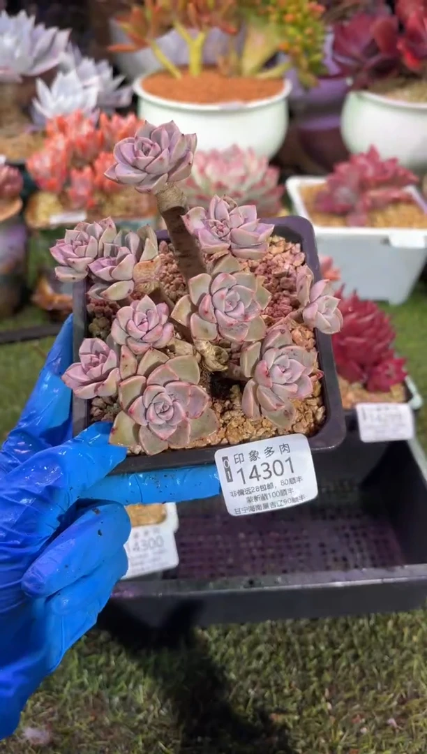 【闪购商品】14301