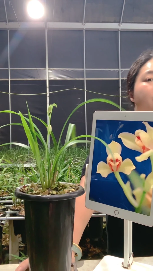 当前无花朵，栽培后可花朵牵***手夏皇梅