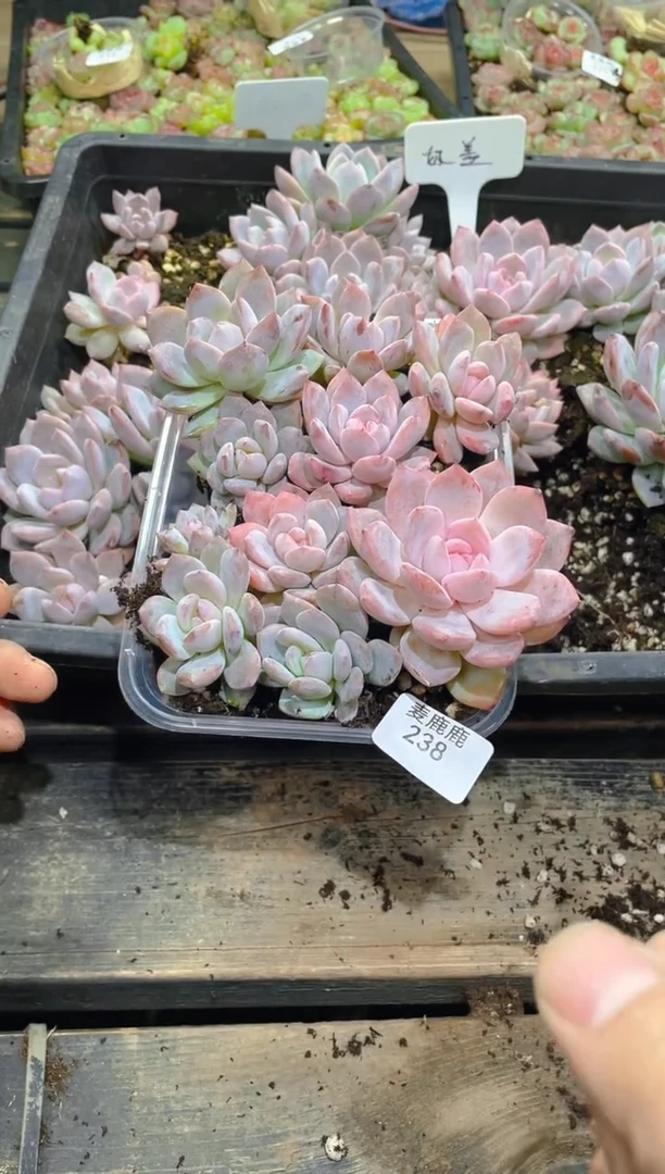 238奶盖       量拍