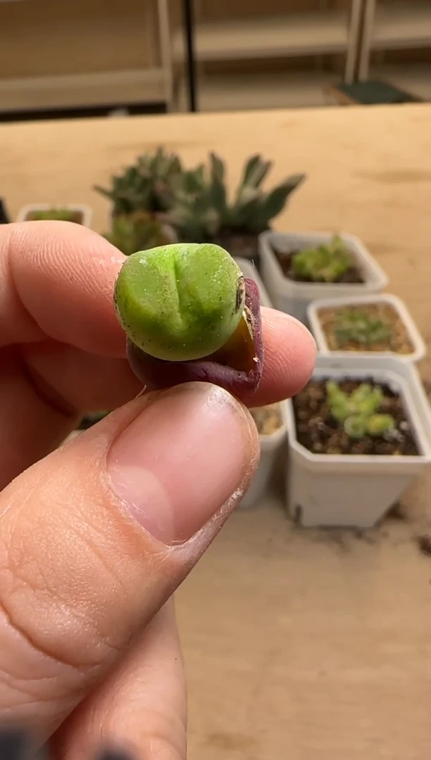 【闪购商品】14-194