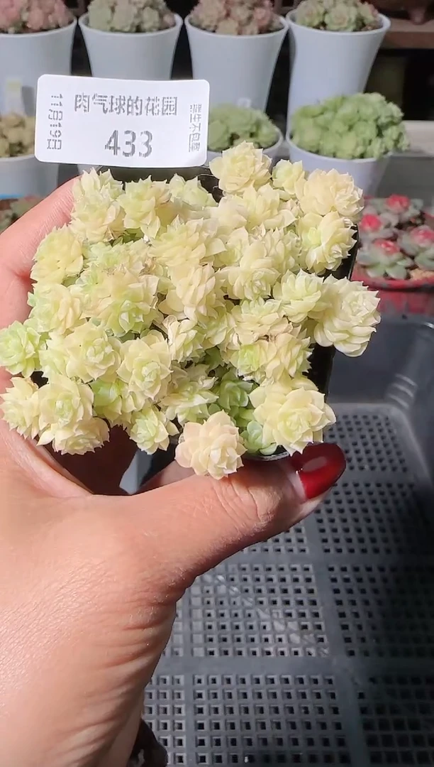 1119-433麦秆群生不包整