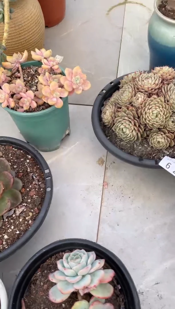 【闪购商品】62本吧