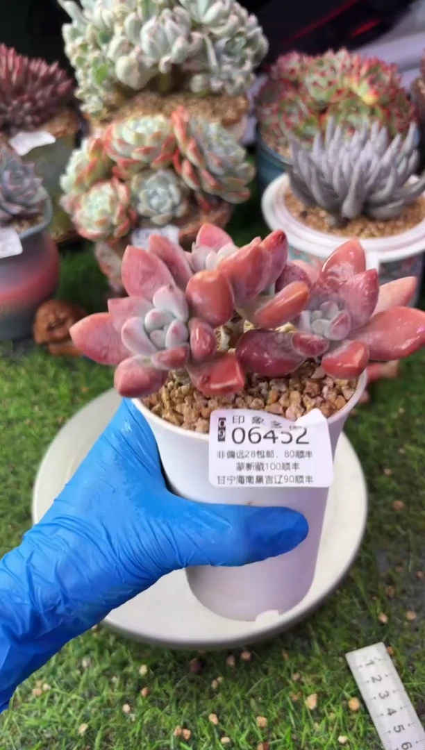 昆明印象多肉06452