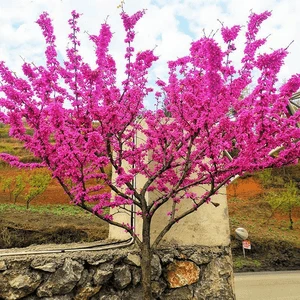 紫荆花树苗室外耐寒花卉植物庭院丛生四季开花绿化工程紫荆树苗