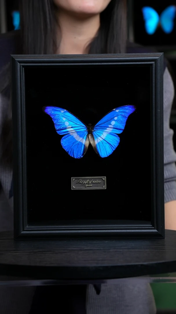 光明女神闪蝶标本A121