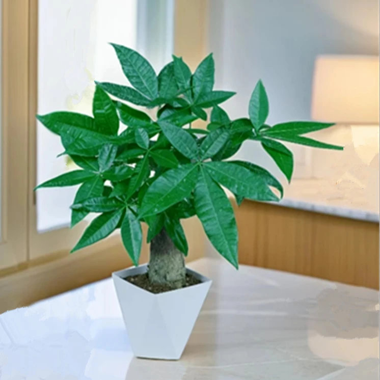 单杆发财树盆栽易活植物室内客厅小盆景四季常青内盆栽花卉苏苏