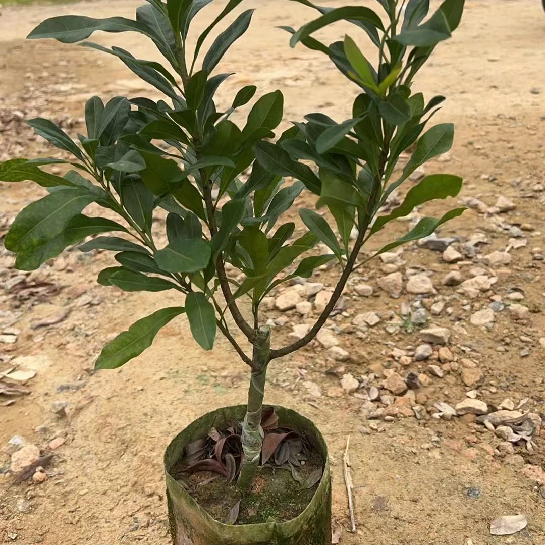 绿叶盆栽一年四季可种植