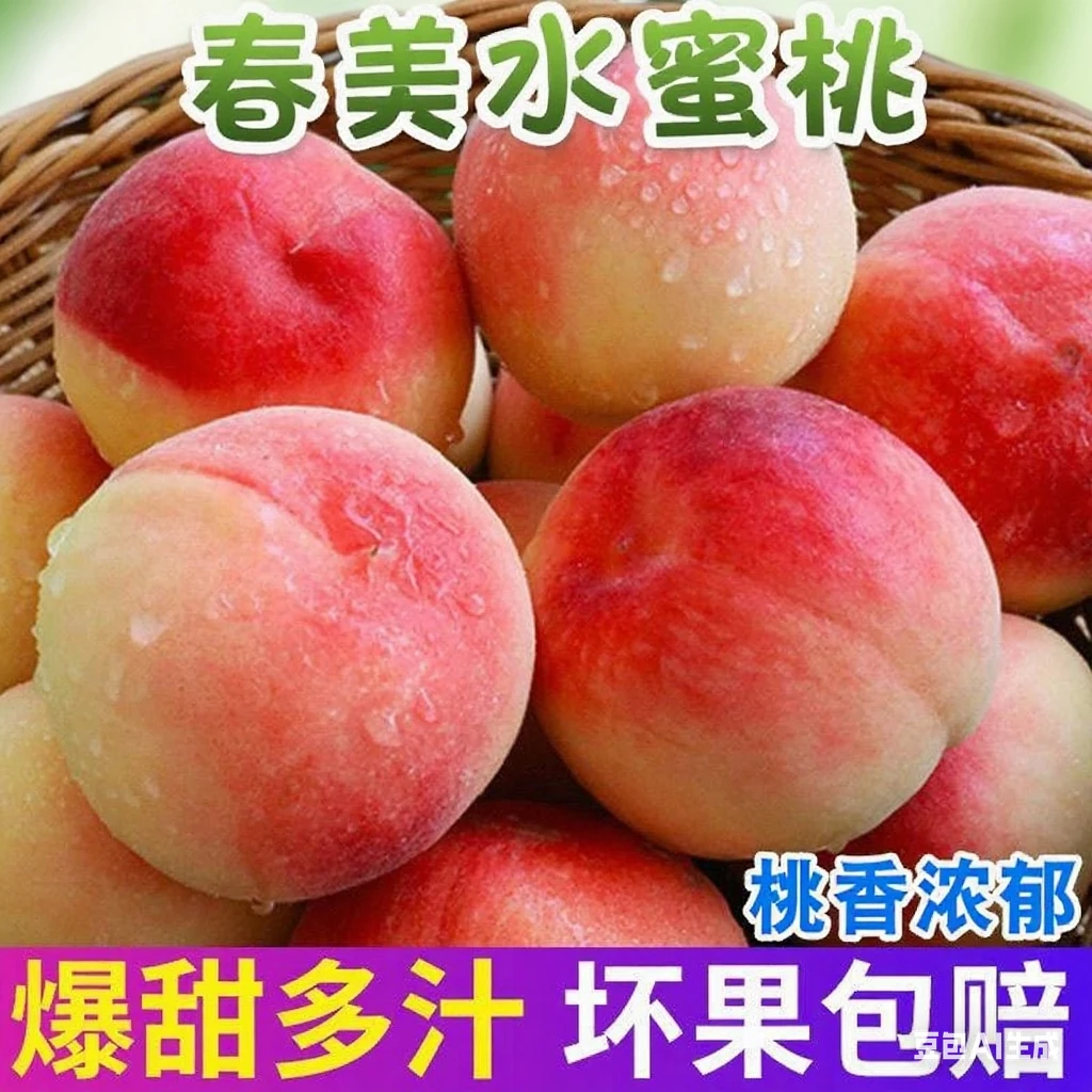 【春美 水蜜桃】普快带箱3斤5斤新鲜应季现摘现发软硬两吃脆甜多汁