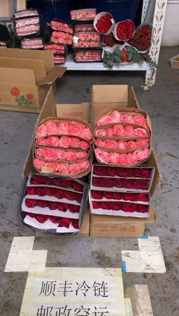 高原红20枝+戴安娜20枝