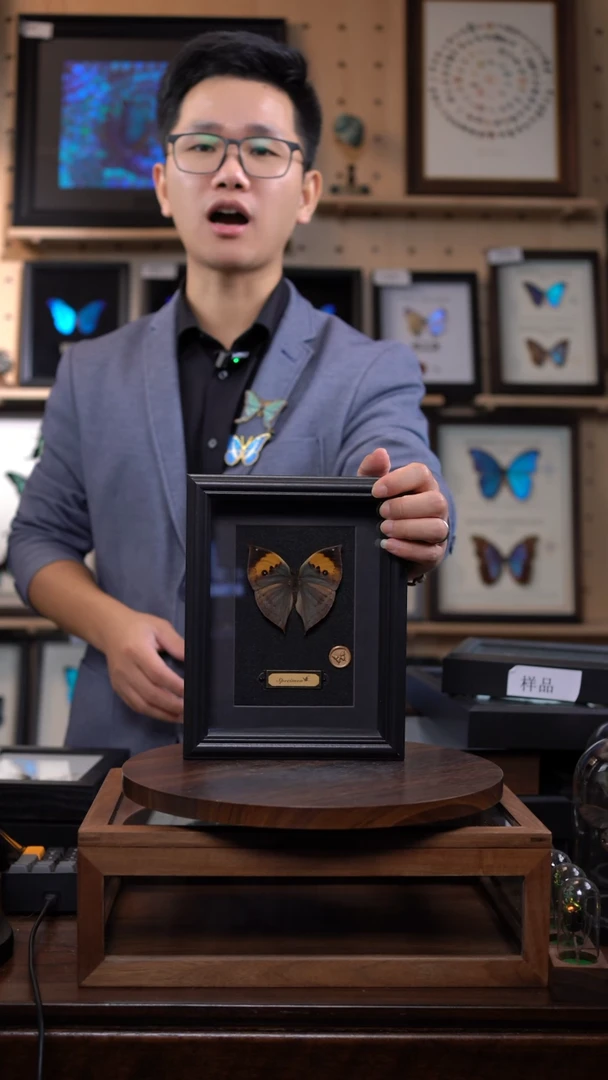 枯叶蝶新版本黑框