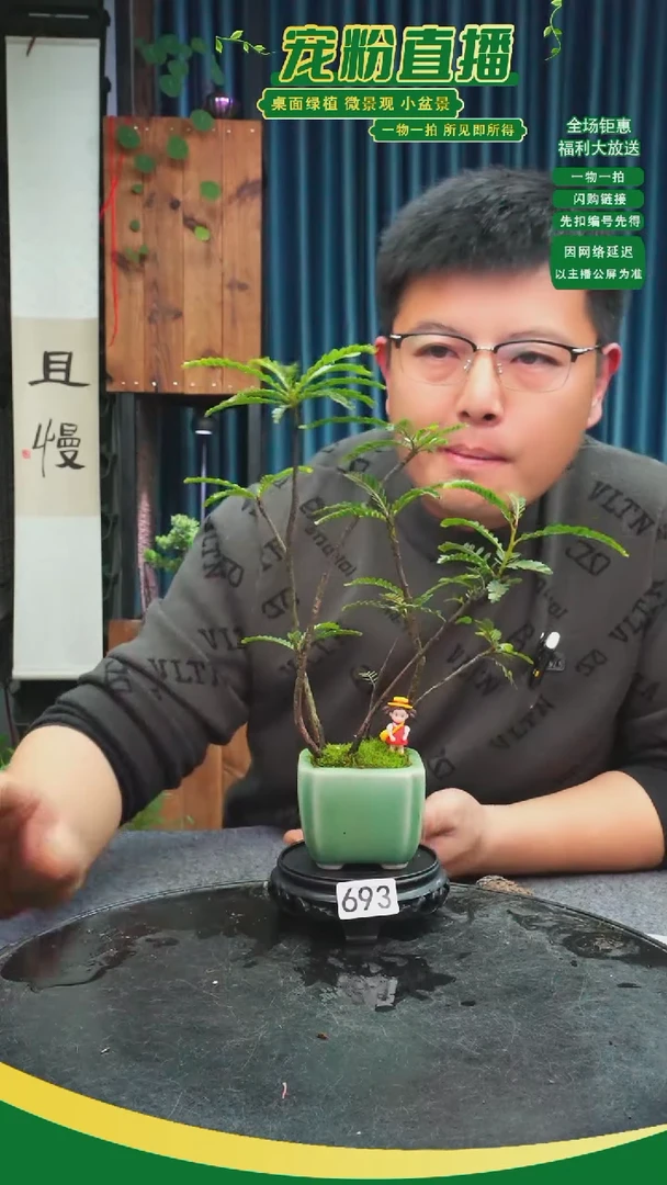 无花朵x****i苔藓微景观693号
