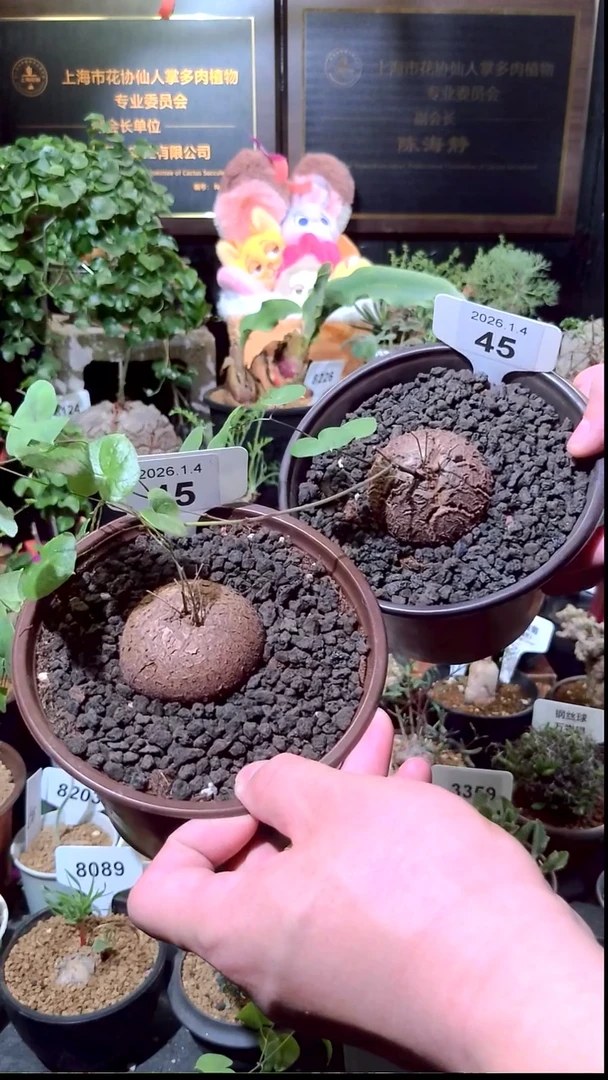 45号0104福利南非龟甲龙买一送一