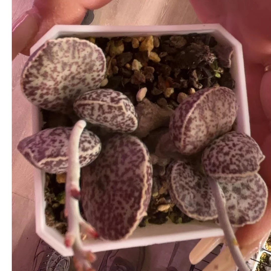 多肉水泡腰子蛋一颗（土干发货）