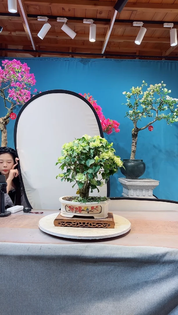 少量花朵（建议范围：2朵-5朵 或40%以下）樊****）绿叶樱花