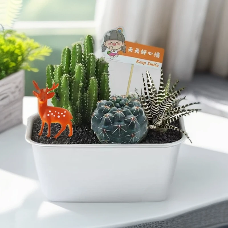 【沙漠盒饭】仙人掌盆栽植物室内耐旱绿植适合办公室书房客厅装饰