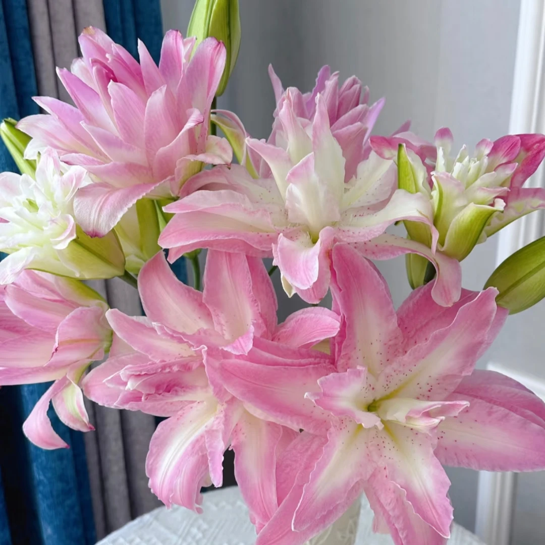 【水蜜桃重瓣百合】莲花喜悦水养办公家用基地现采顺丰包邮