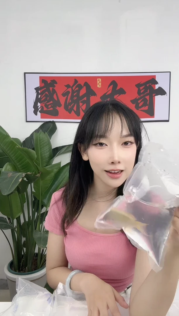 海水海水观赏鱼 绿帆宝石