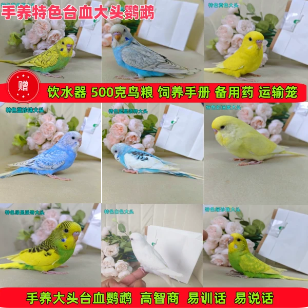 手养特色台血大头虎皮鹦鹉高智商说话快易训化的大头鹦鹉观赏鸟