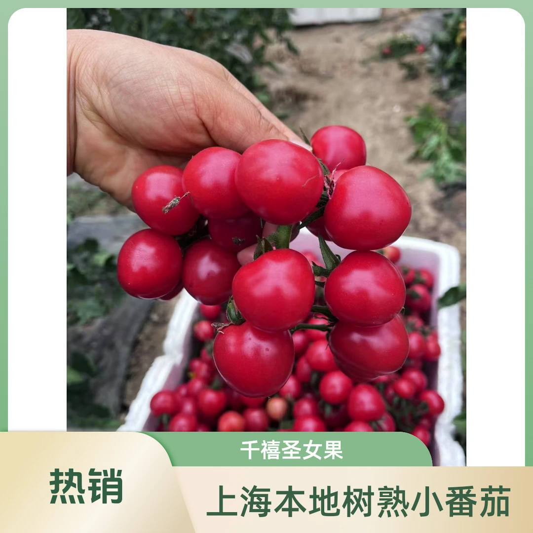 上海本地新品树熟 小番茄新鲜串枝番茄上海市上海市