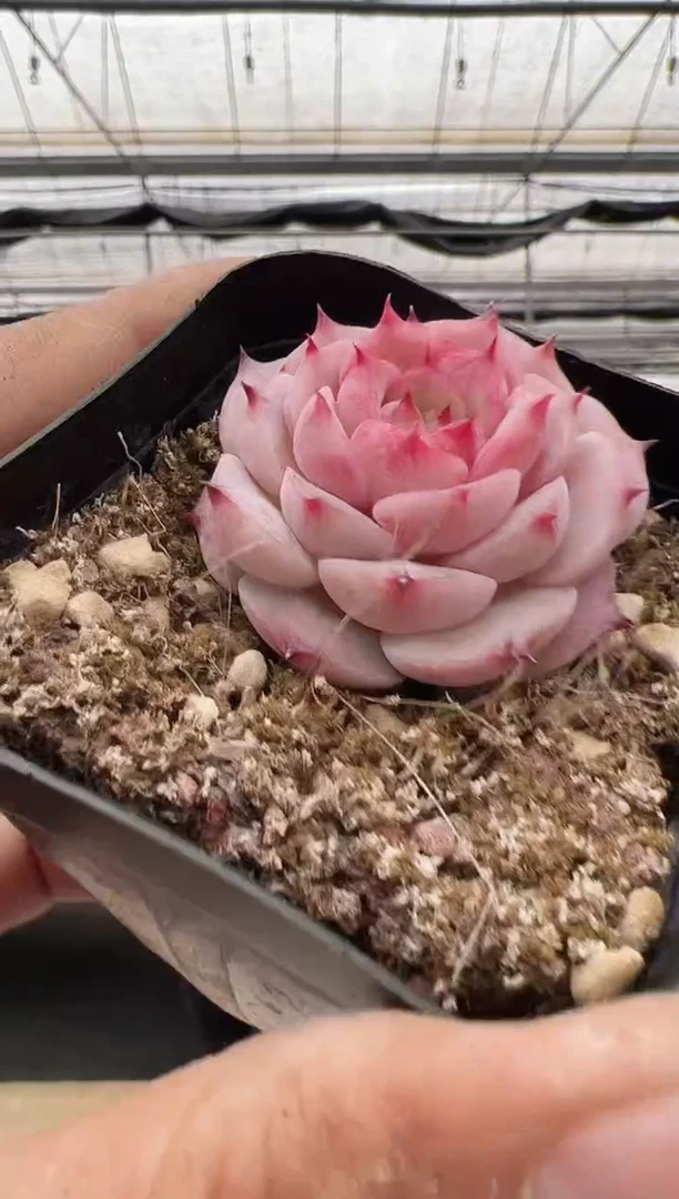 【闪购商品】新款多肉-180