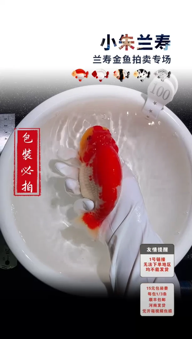 金鱼包装必拍未拍顺丰到付100号