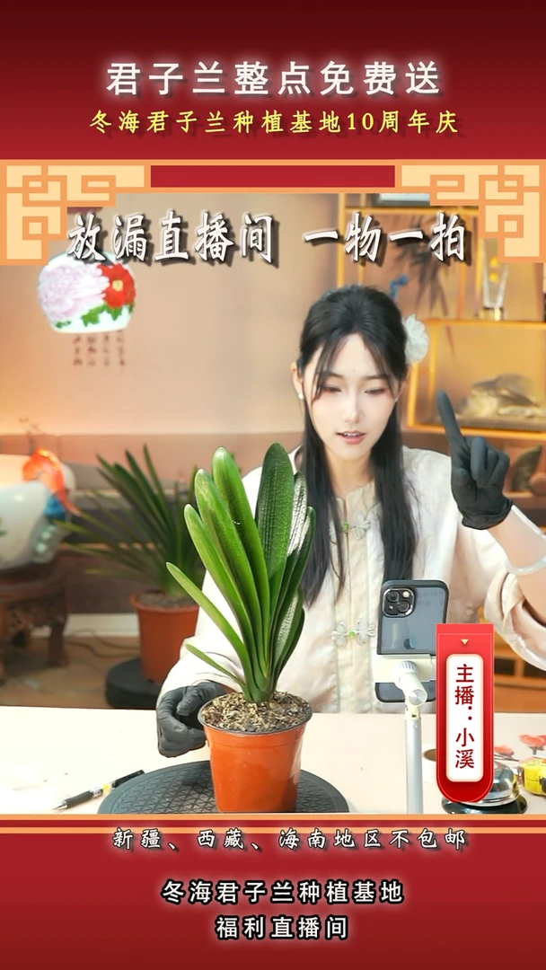 当前无花朵，栽培后可花朵发*?君子兰