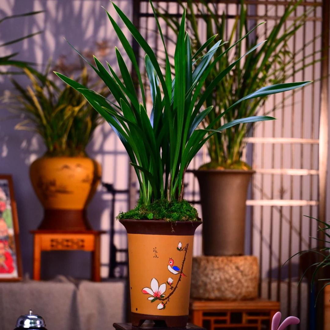 墨兰铭品福临门紫砂盆室内外好养浓香盆栽