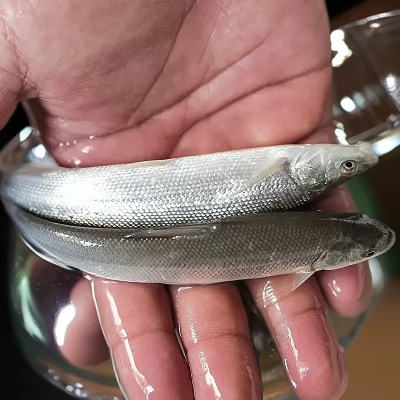 渔场直发观赏银鳕鱼 每条6g左右