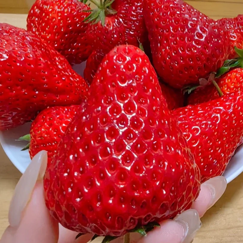 【丹东优选】丹东红颜草莓1盒