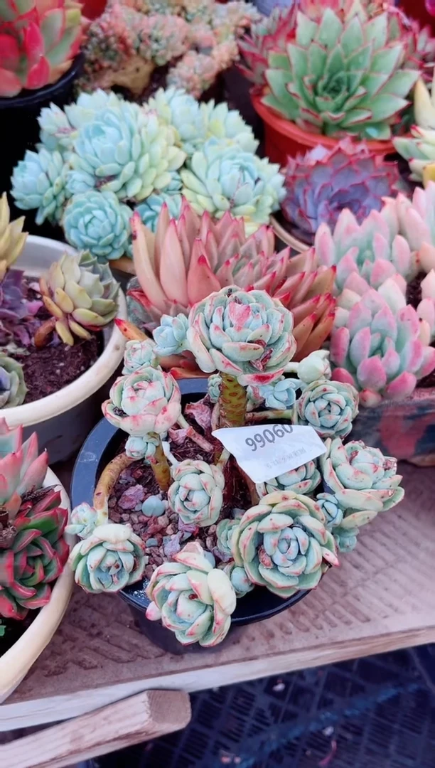 09066多肉植物一物一拍