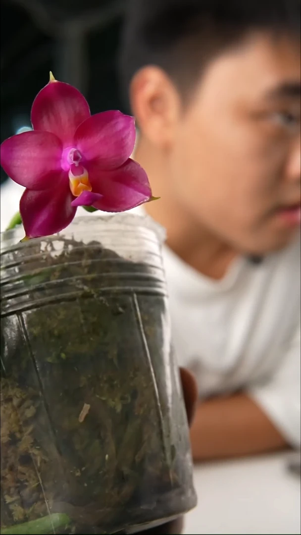 完全开放旭日生物盲盒 (3.0)有空根，轻微叶瑕