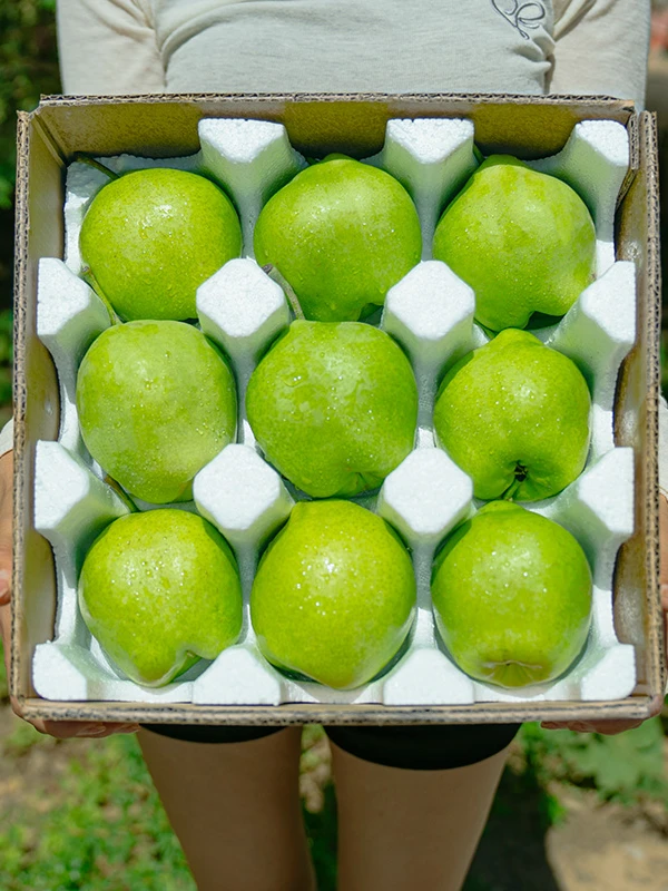 正宗2025年新鲜内蒙冰糖酥梨是水果应季现摘薄皮脆甜多汁果园直发