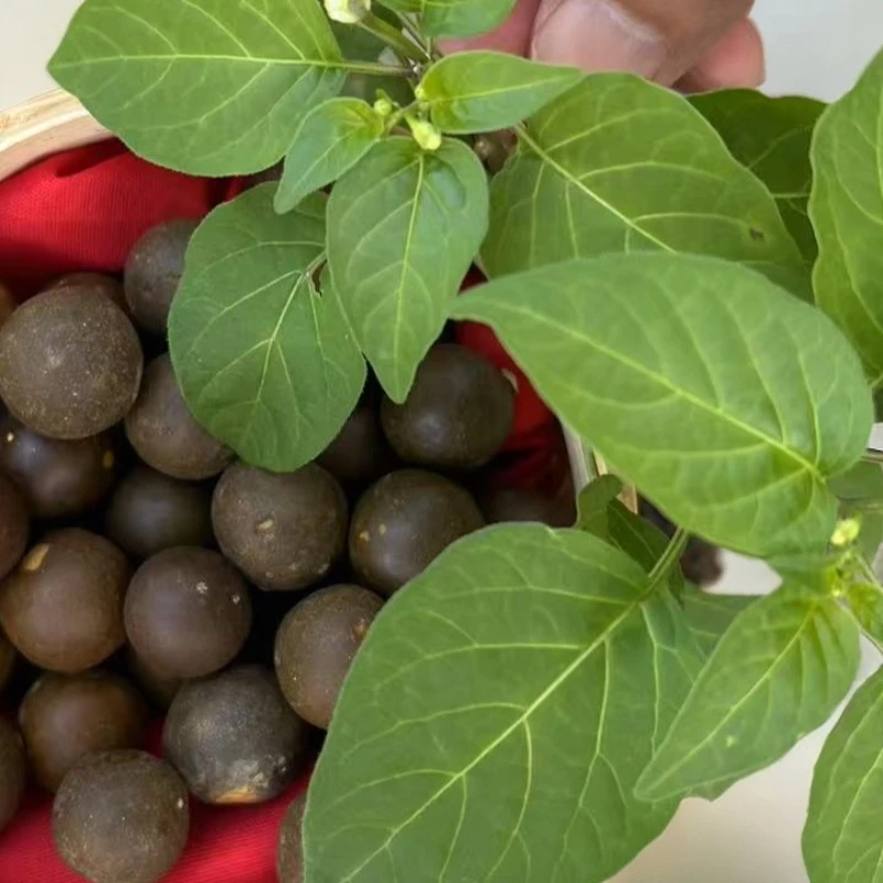 XD满【彝人阿朱 牛】篁-丸高山缅缅山货