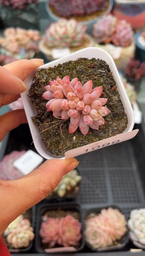 1099小群奶糖多肉