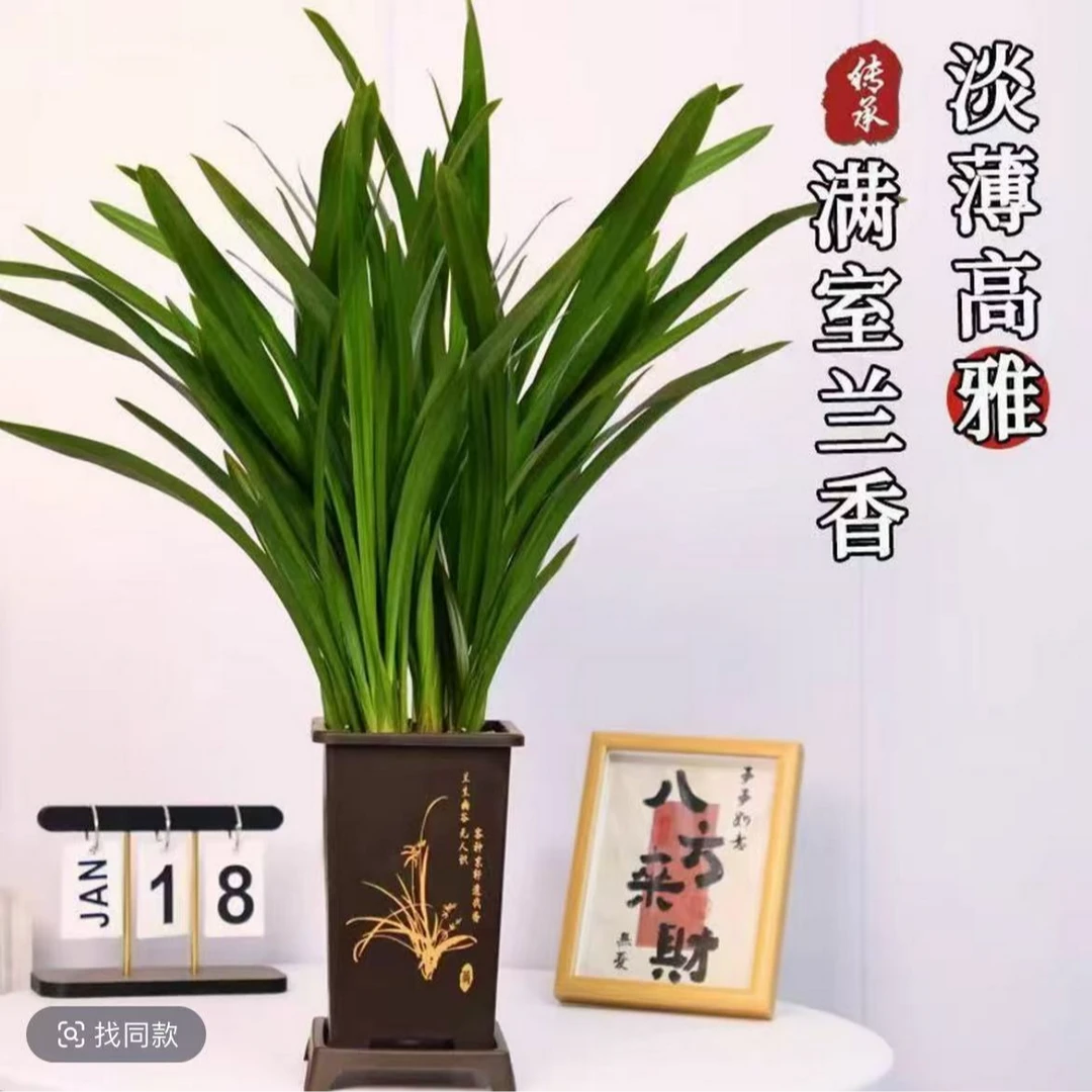 精品墨兰盆栽室内花卉6-8苗四季常青基地直发