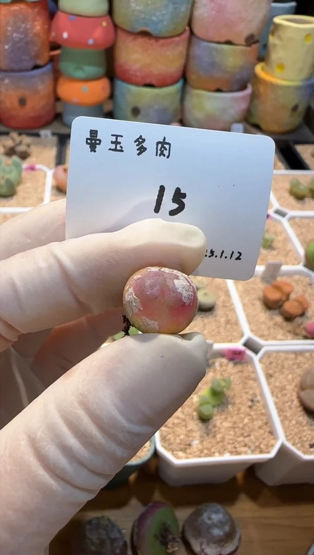 【闪购商品】25.1.12-15淼淼淼