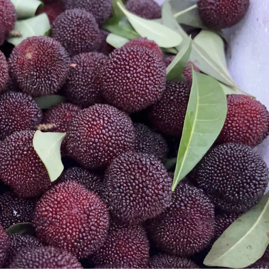 杨梅树东魁台梅黑炭杨梅果树苗南北方种植盆栽地栽嫁接苗结果树苗