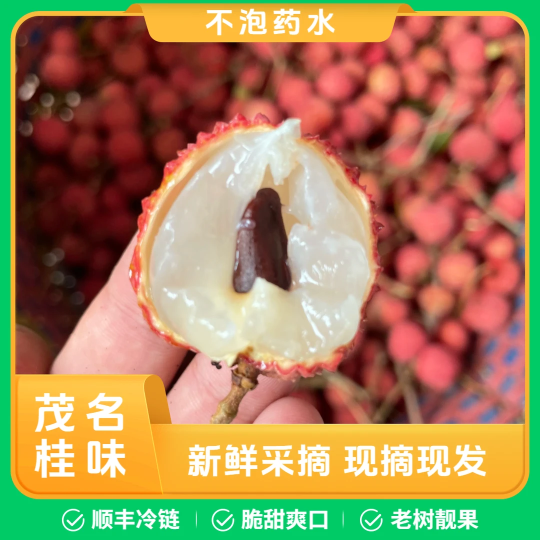 广东茂名桂味荔枝果园30年老树果现摘现发顺丰冷链包邮