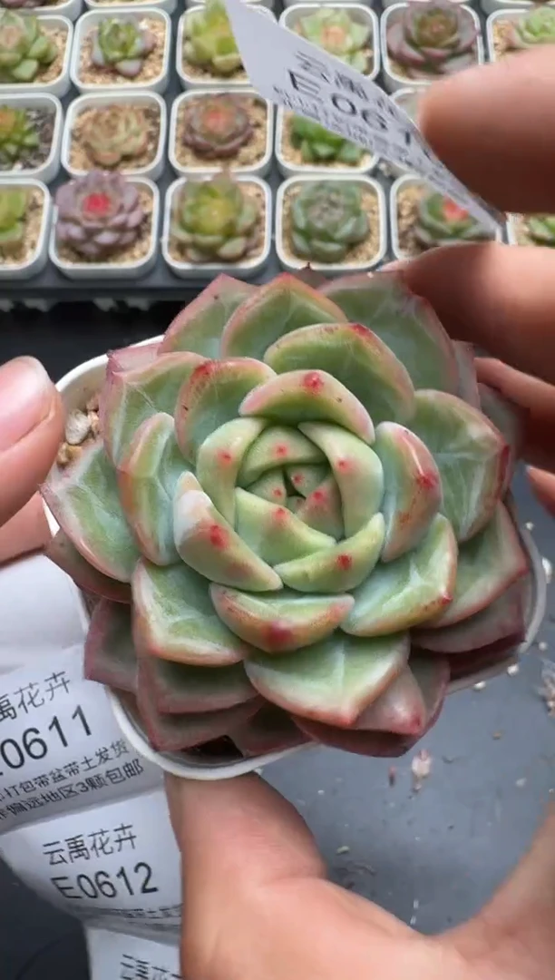610E云禹多肉植物 带盆土纸巾打包 3颗包邮