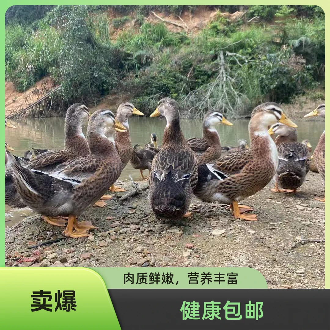 麻鸭鸭子活体呆萌可爱宠物鸭健康包邮包活到家青头鸭