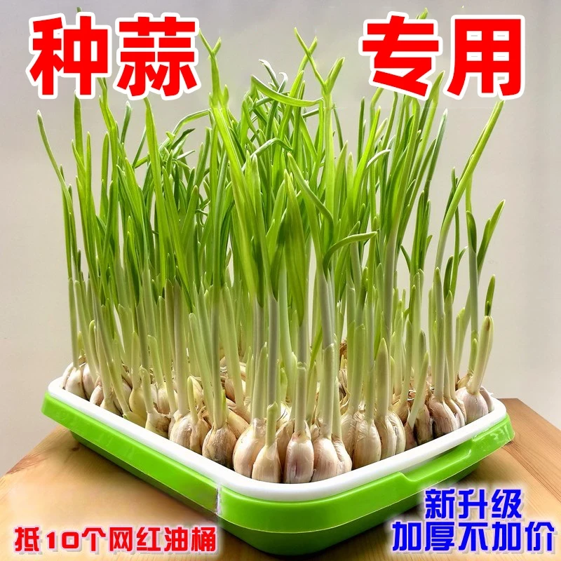 育苗盘育苗盒箱菜营养钵秧苗配套托盘c