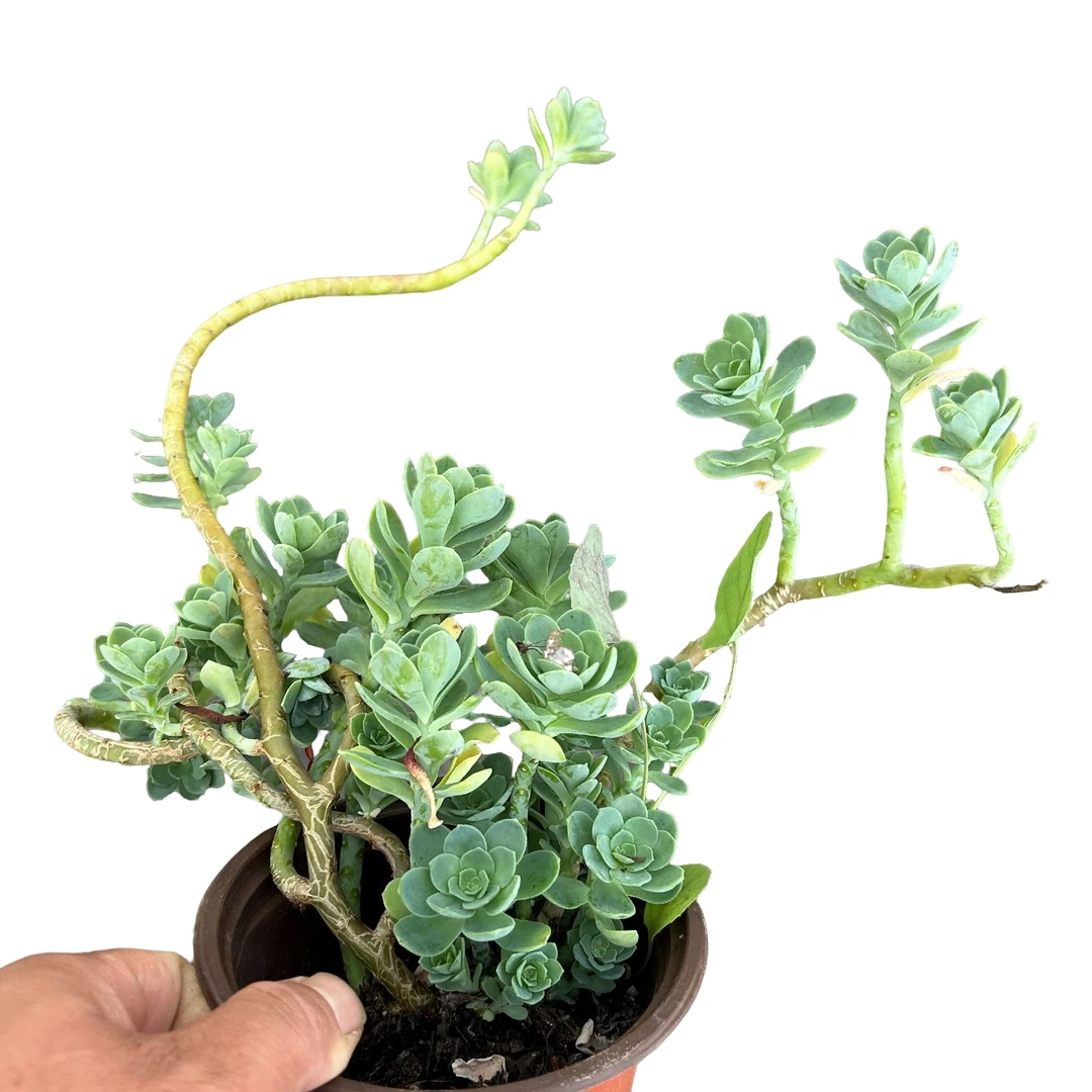 薄化妆4盆脱土  多肉植物室内绿植净化空气