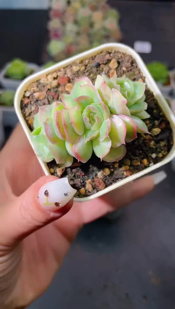 494虾饺量拍发一颗