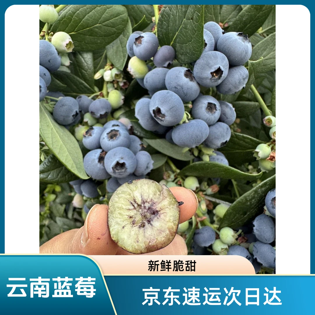 【推荐2斤装】DD新鲜云南蓝莓高山花香品种甜鲜果花青素水果125g/盒