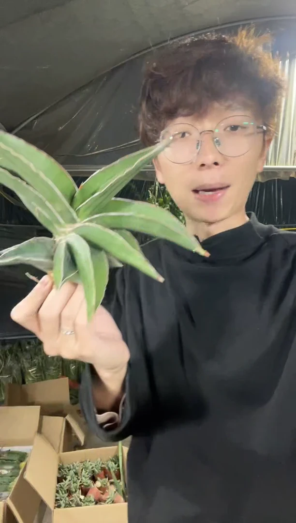 【闪购商品】玫瑰武士裸根9.9